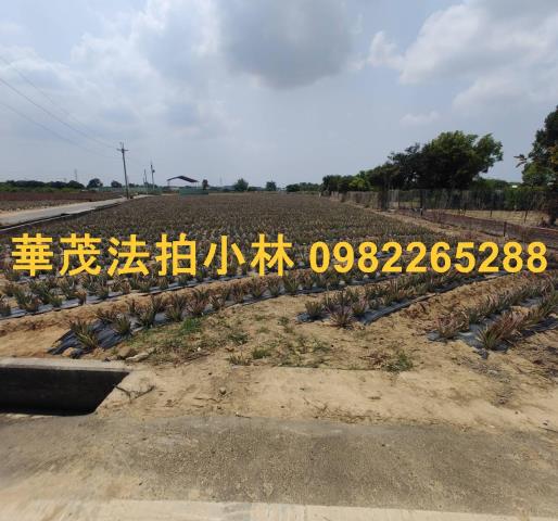 台南農地法拍-2