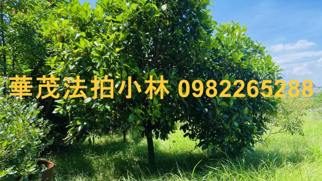 台南農地-8