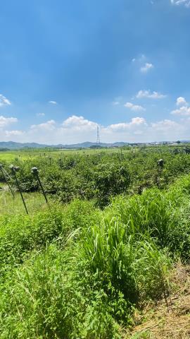 台南玉井農地-6