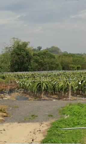 嘉義中埔農地法拍-4